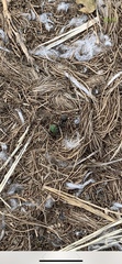 Formicidae