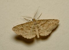 Syneora fractata