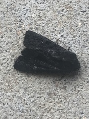 Neumichtis nigerrima