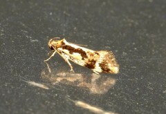 Machetis versatrix