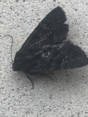 Neumichtis nigerrima