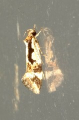 Machetis versatrix