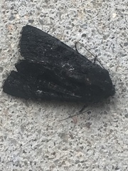 Neumichtis nigerrima