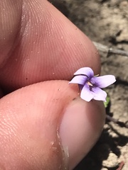 Viola silicestris