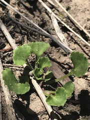Viola silicestris