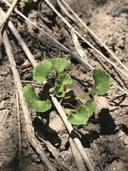 Viola silicestris