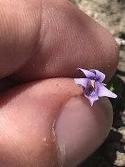 Viola silicestris