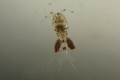 Macrocyclops albidus