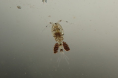 Macrocyclops albidus