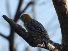 Melanerpes hoffmannii