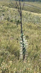 Osteospermum corymbosum