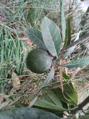 Pouteria lucuma