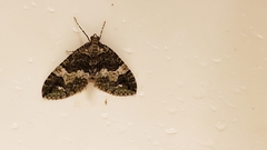 Hydriomena albifasciata