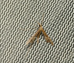 Tineodes adactylalis