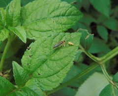 Macromalthinus brasiliensis