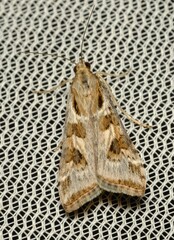 Nomophila corticalis