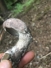 Sarcodon subincarnatus