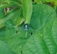 Cyrtonota