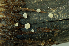 Psilachnum inquilinum