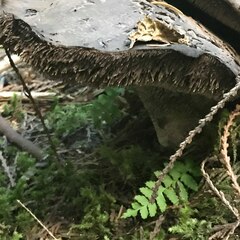 Sarcodon subincarnatus