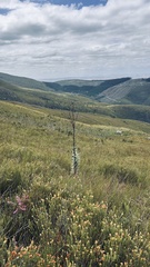 Osteospermum corymbosum