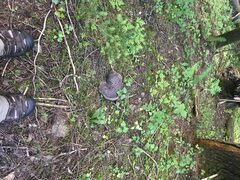 Sarcodon subincarnatus