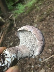 Sarcodon subincarnatus