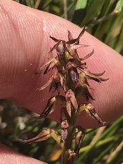 Genoplesium filiforme