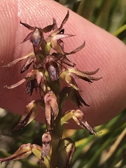 Genoplesium filiforme