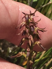 Genoplesium filiforme