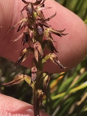 Genoplesium filiforme