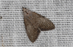 Nola pleurosema