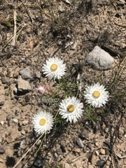 Coronidium waddelliae