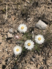 Coronidium waddelliae