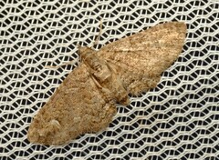 Pasiphilodes testulata