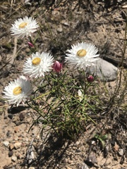 Coronidium waddelliae