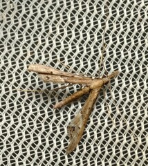 Tineodes adactylalis