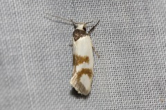 Antipterna trilicella