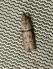 Cryptoblabes euraphella