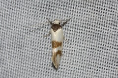 Antipterna trilicella