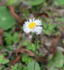Erigeron procumbens