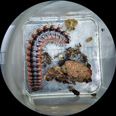 Pseudopolydesmus canadensis