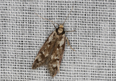 Palimmeces variegata