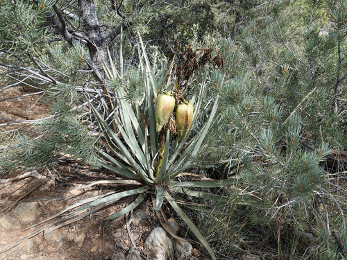 Banana Yucca