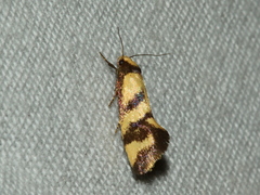 Olbonoma triptycha