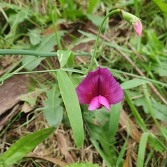Lathyrus tingitanus