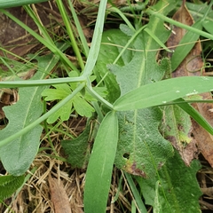 Lathyrus tingitanus