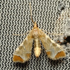 Leucinodes cordalis