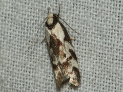 Palimmeces variegata