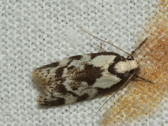 Palimmeces variegata